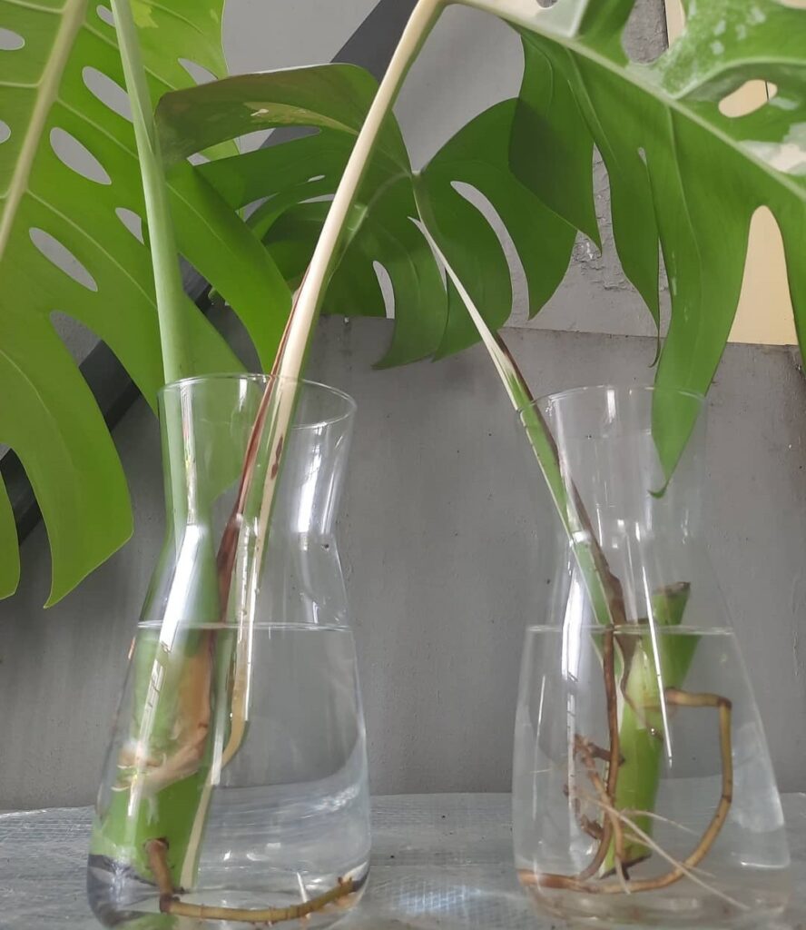 grow monstera in water 1