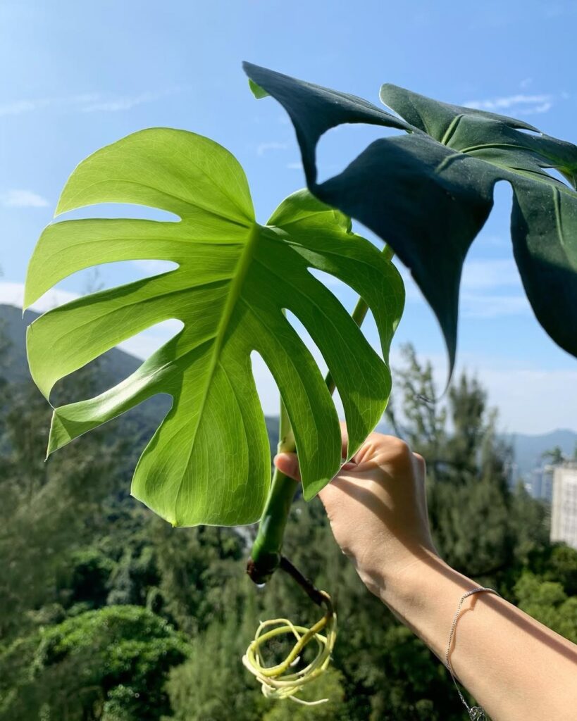 how to transfer monstera from water to soil