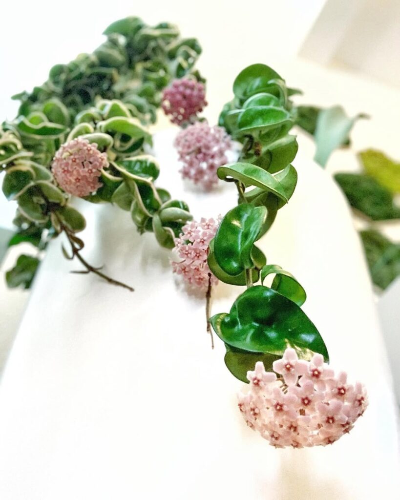hoya carnosa compacta