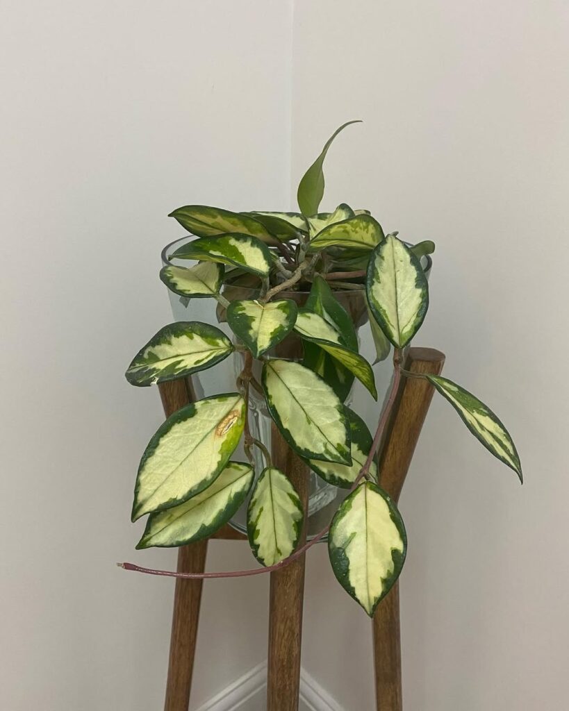 hoya carnosa exotica