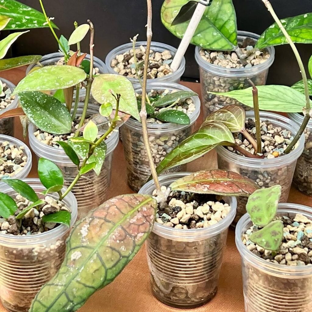 hoya cuttings propagation