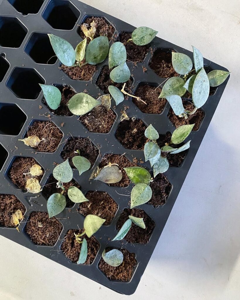 hoya leaf propagation