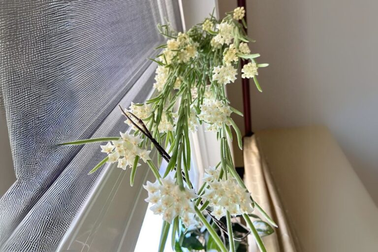 Everything You Need to Know About Hoya Linearis