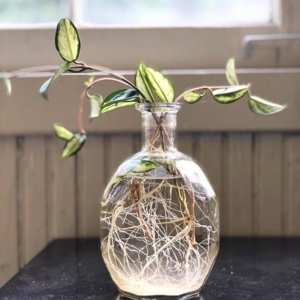 hoya propagation in water
