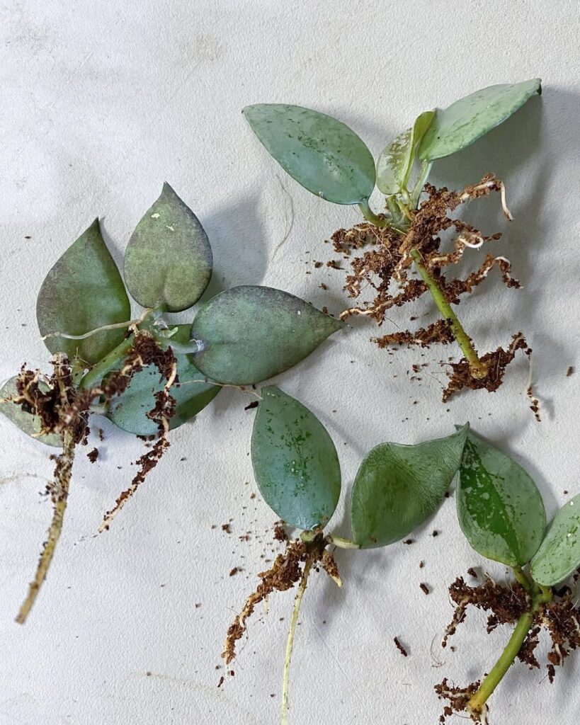 hoya stem cuttings