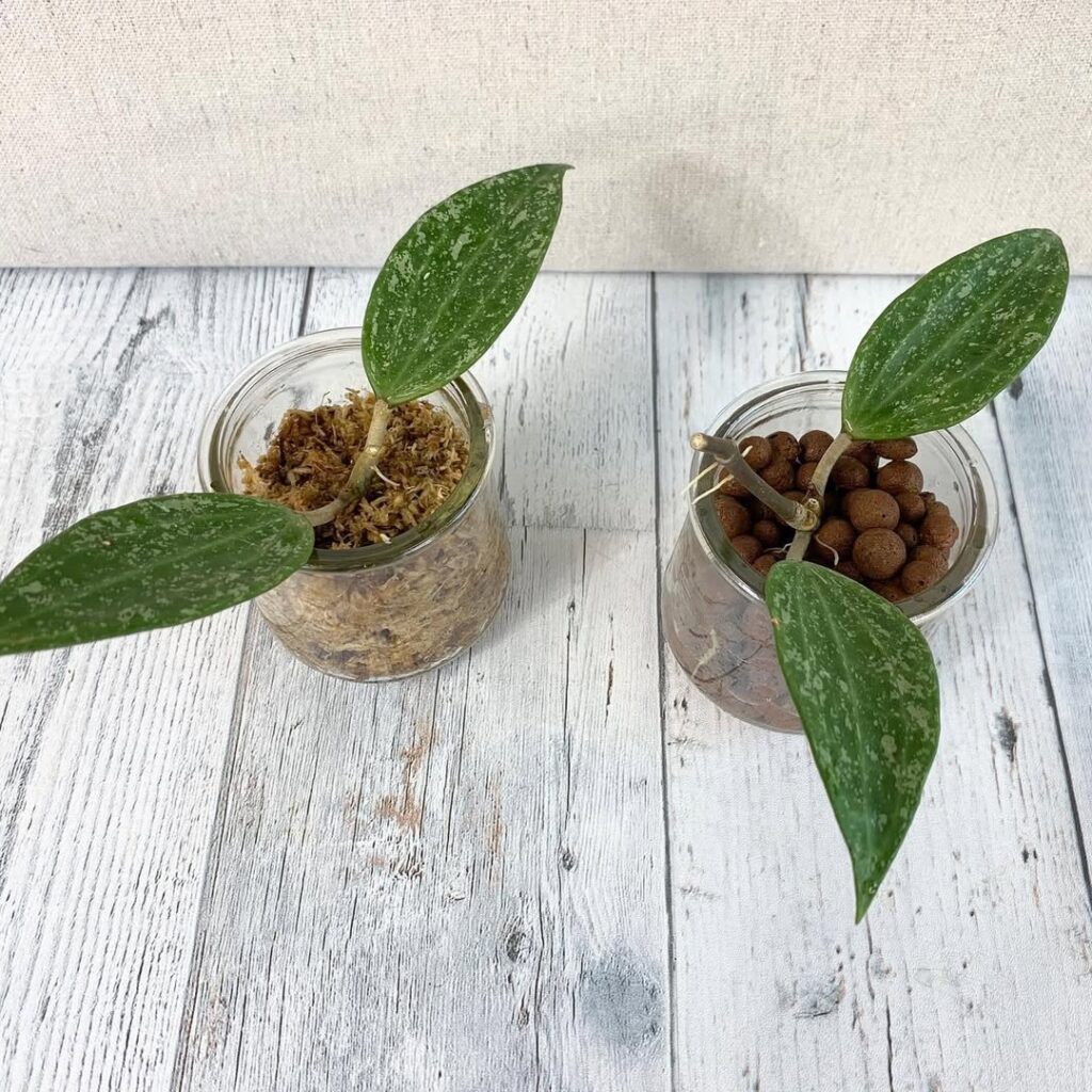 hoyas propagation