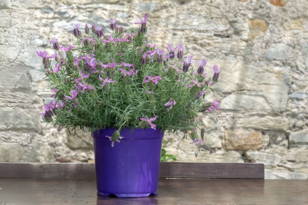 lavender care