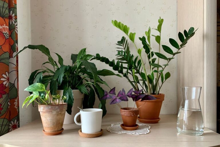 The Ultimate Guide to Low to Zero Light Plants for Your Home
