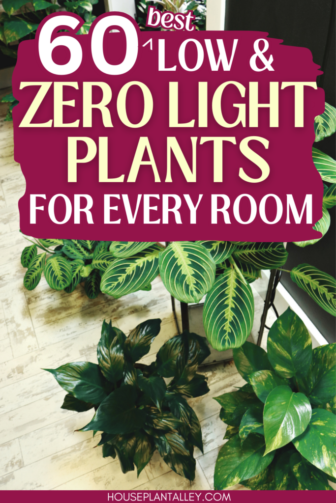 low to zero light indoor plants