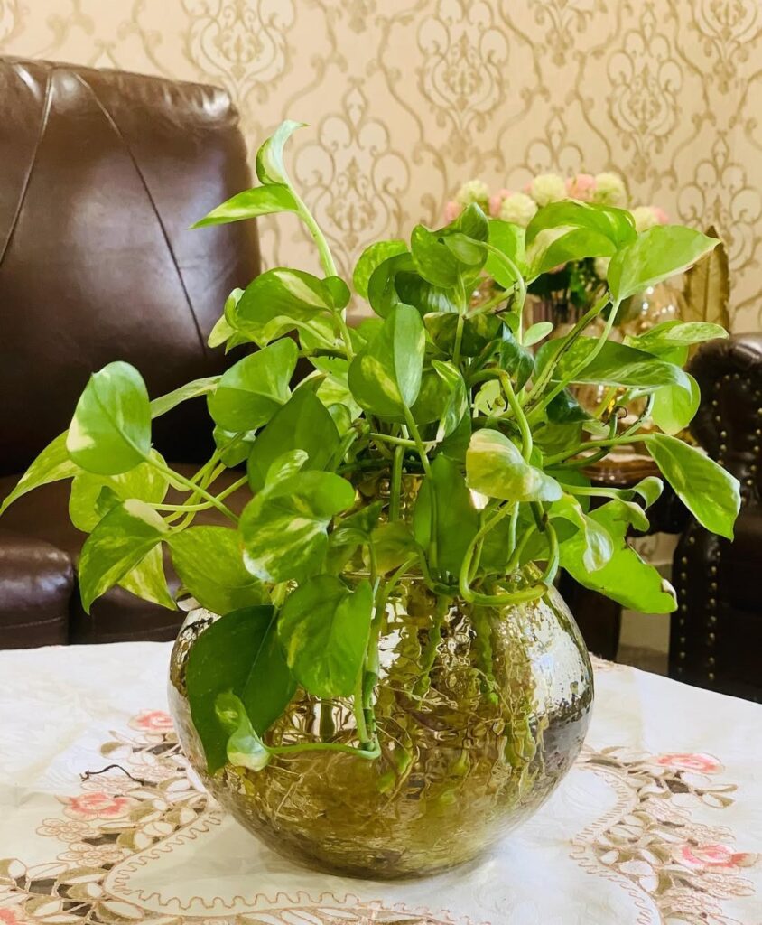 lush money plant in water