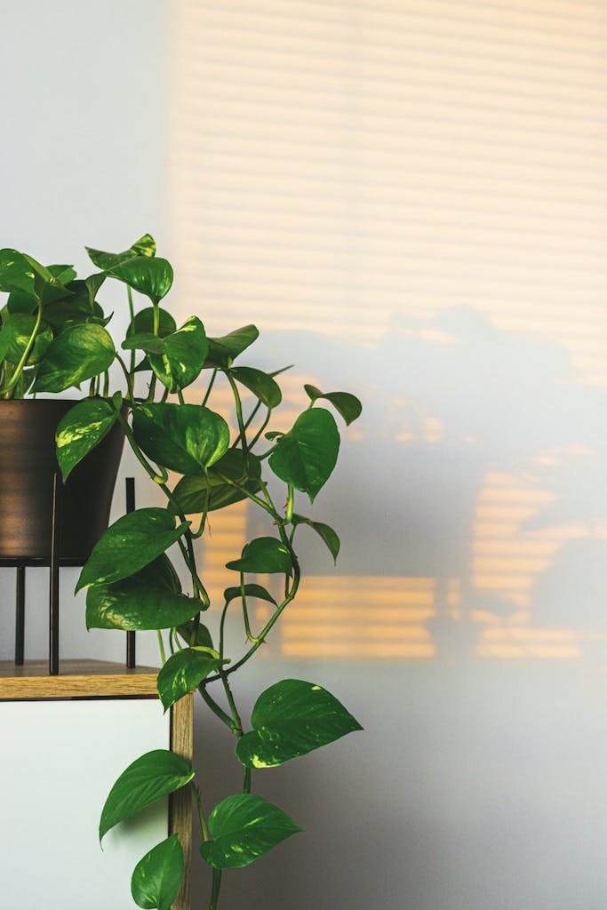 Lush Pothos vine against a sunlit white wall, ideal for botanical decor.