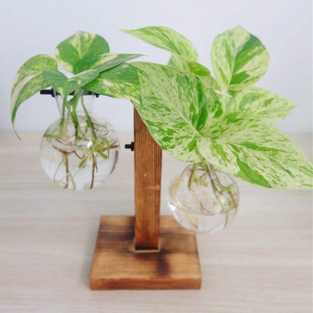 money plant rooting in water