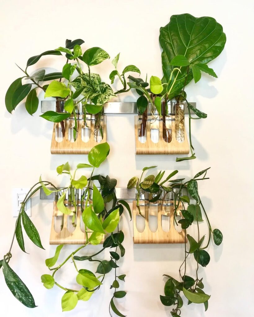 money plant water proapgation station
