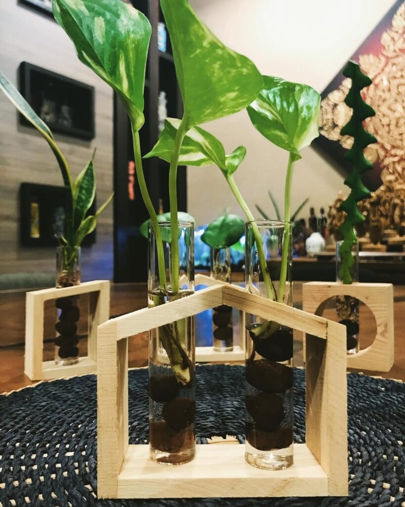 money plant water propagation