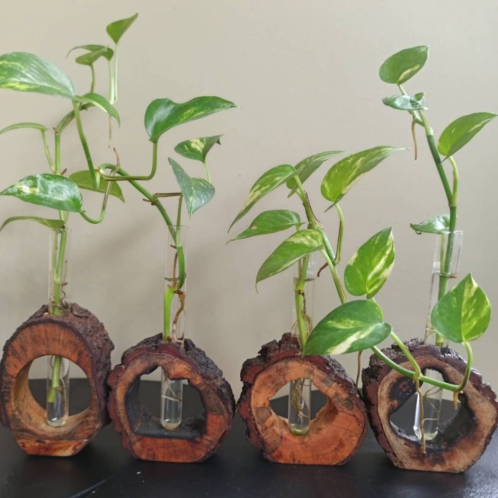 money plant water propagations
