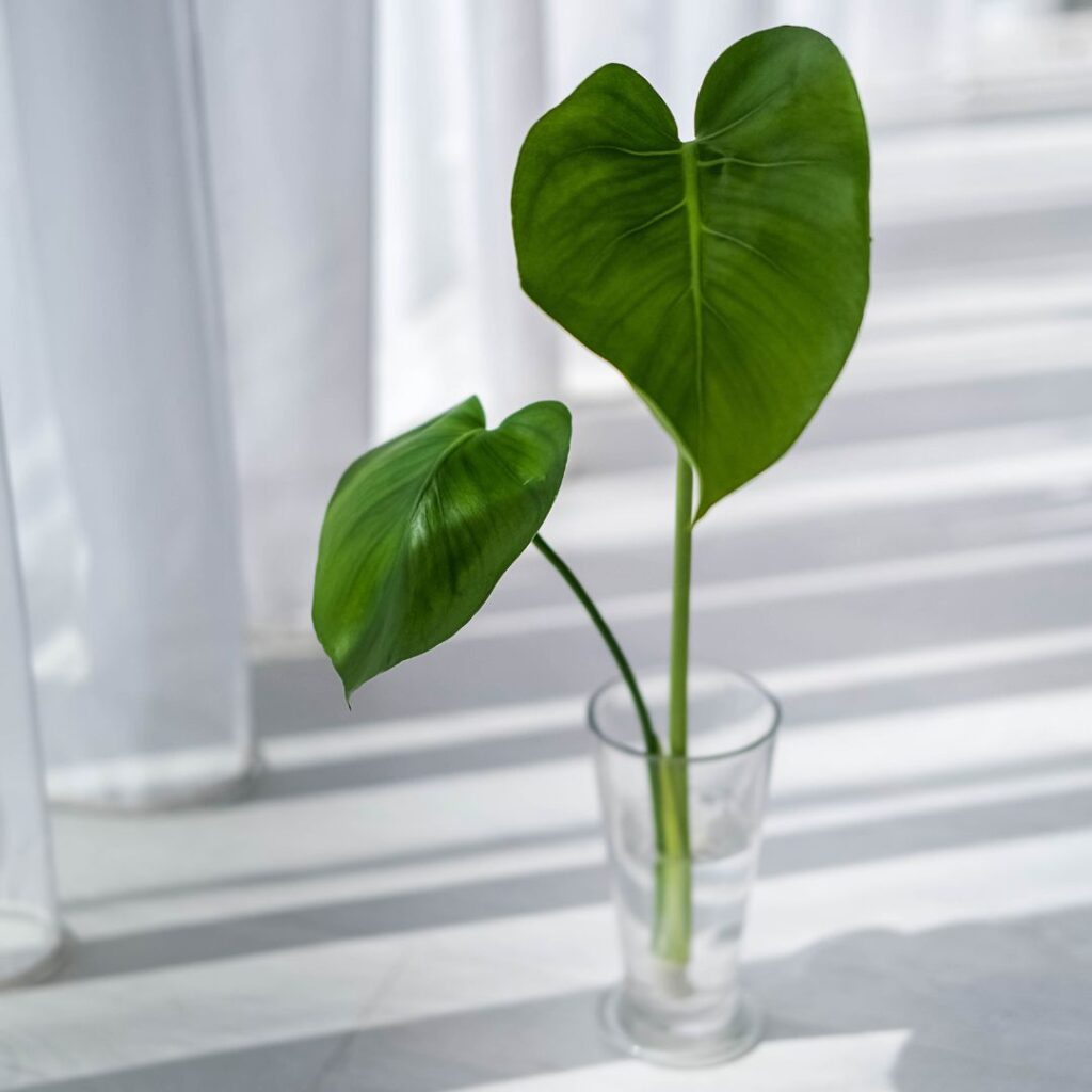 monstera care guide