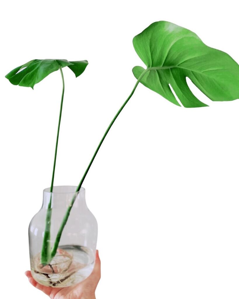 monstera living in water 1