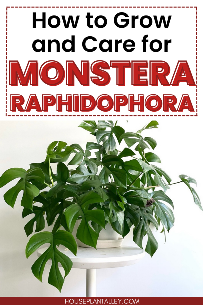 monstera rhaphidophora pin 1