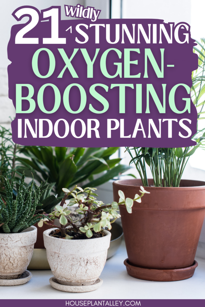 oxygen boosting indoor plants 1