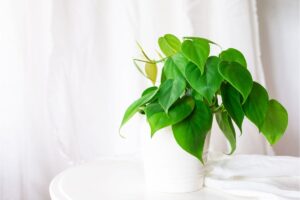 The Ultimate Guide to Philodendron Care | Houseplant Alley