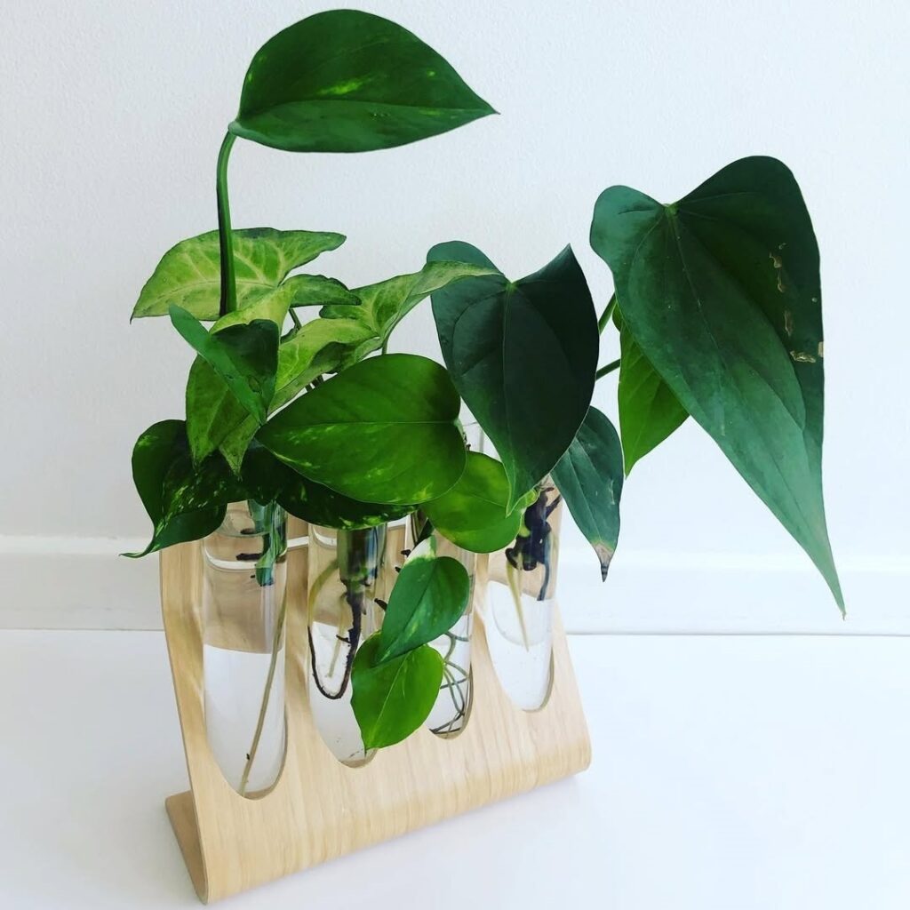 pothos water propagation