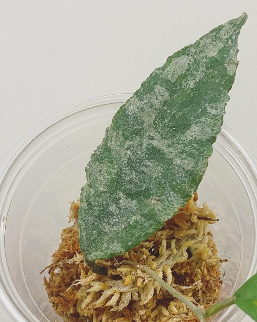 propagate hoya leaf