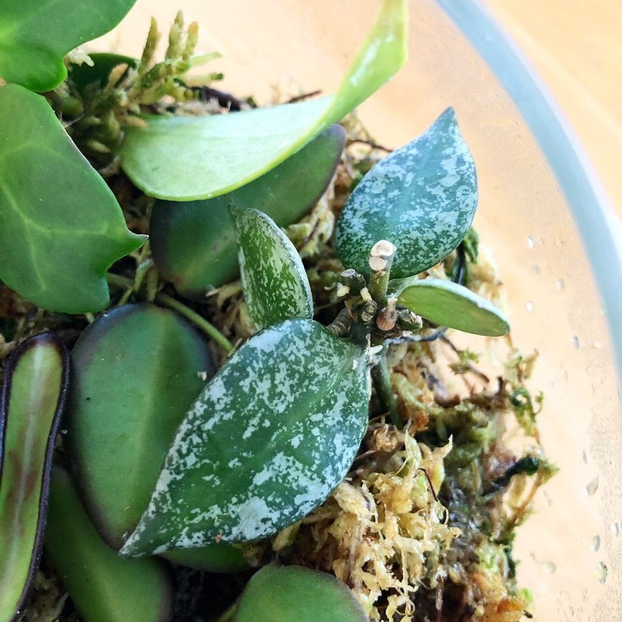 propagate hoya