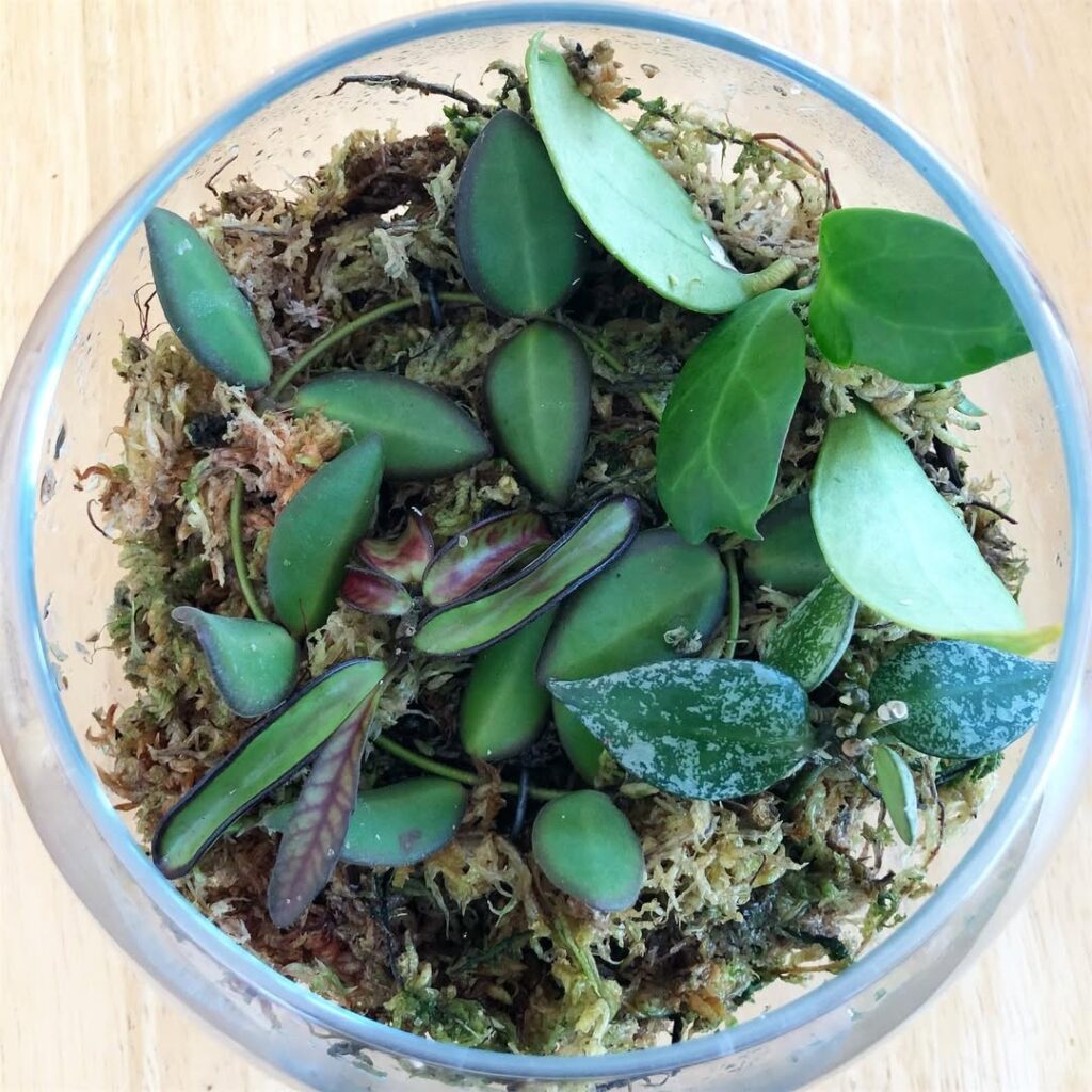 propagating hoya cuttings