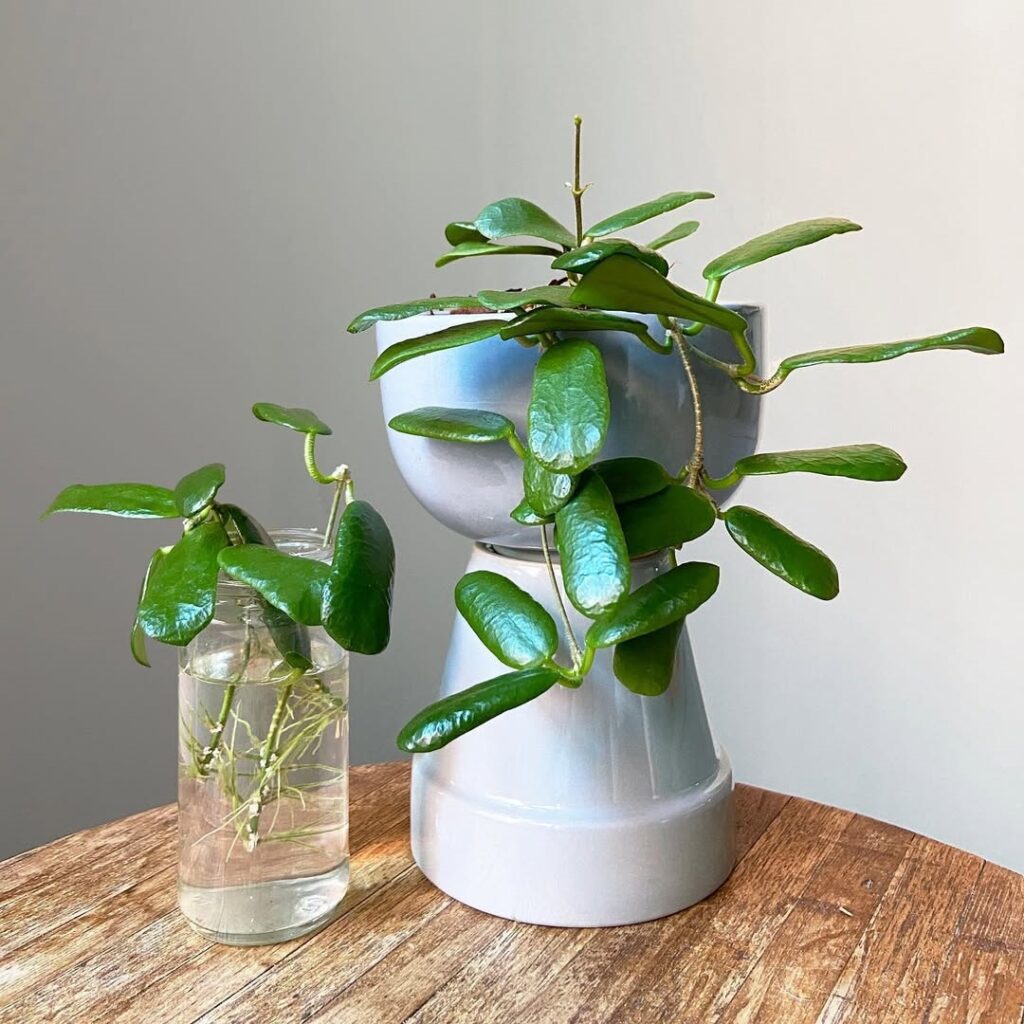 propagating hoya in water