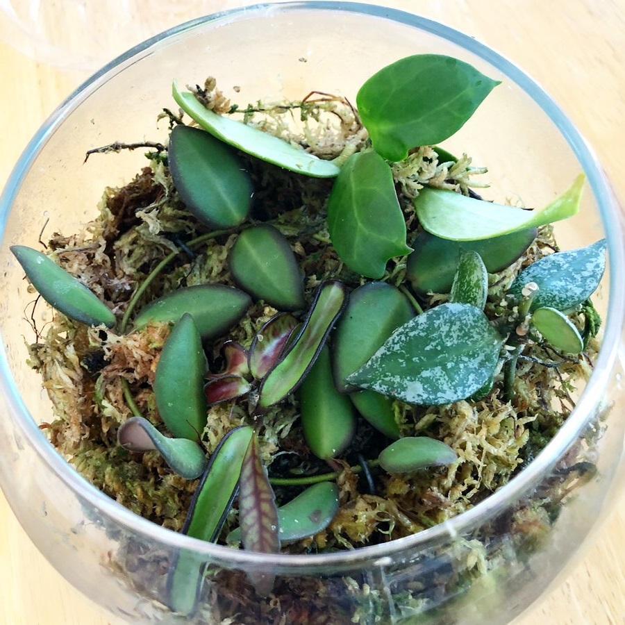 propagating hoya