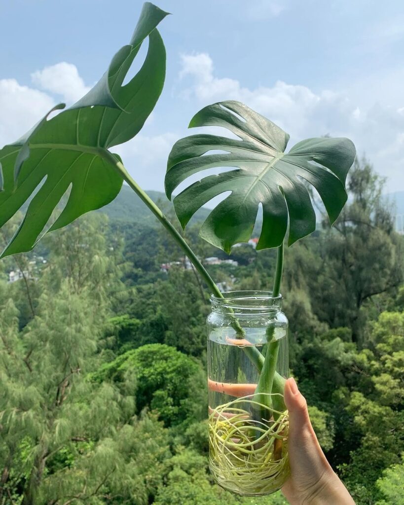 propagating monstera in water 1