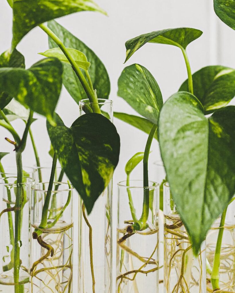 propagating pothos in water