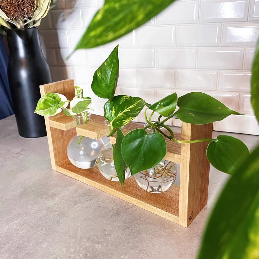 rooting money plant in water