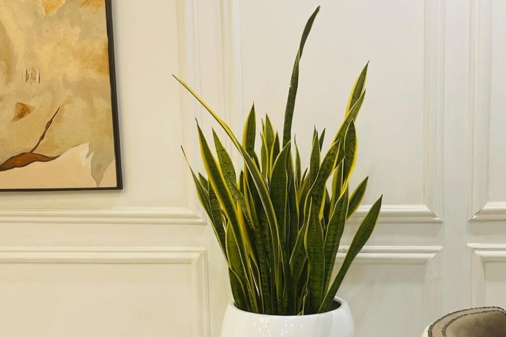 snake plant low light care