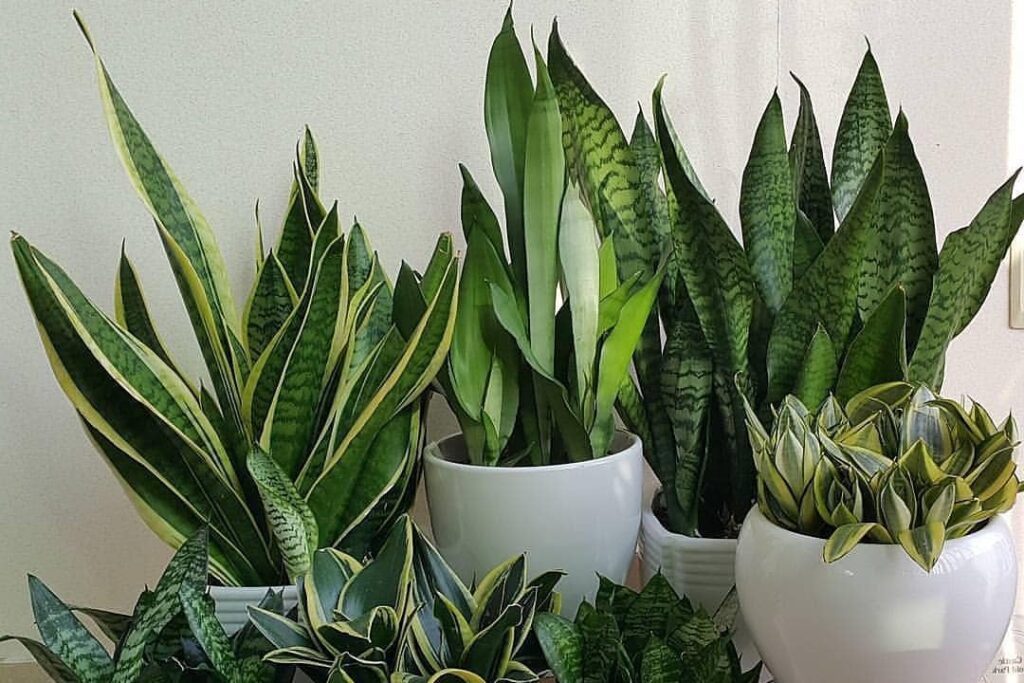 snake plants for indoor