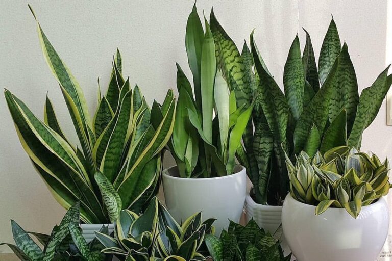50 Unique Snake Plant Varieties You’ll Love