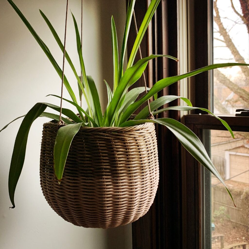 spider plant living room
