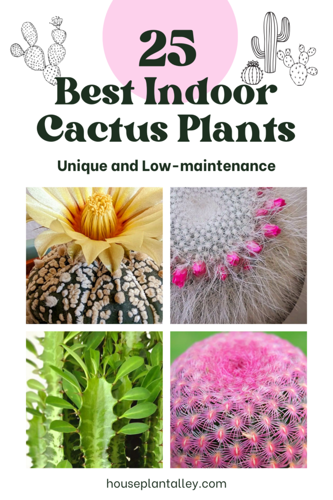 types of indoor cactus plants