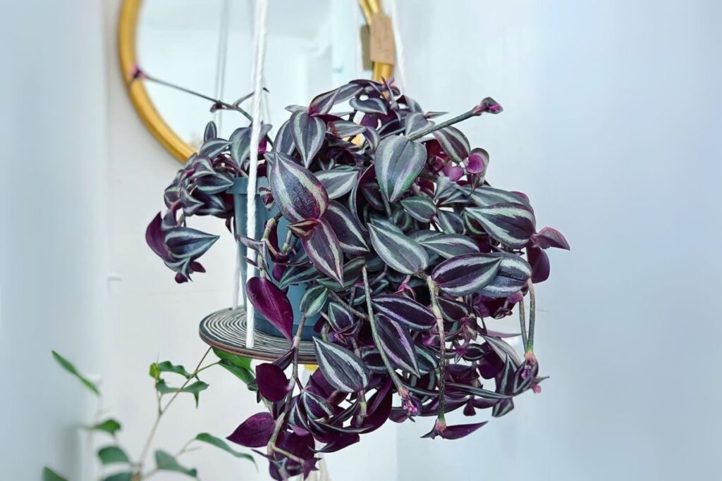 wandering jew care