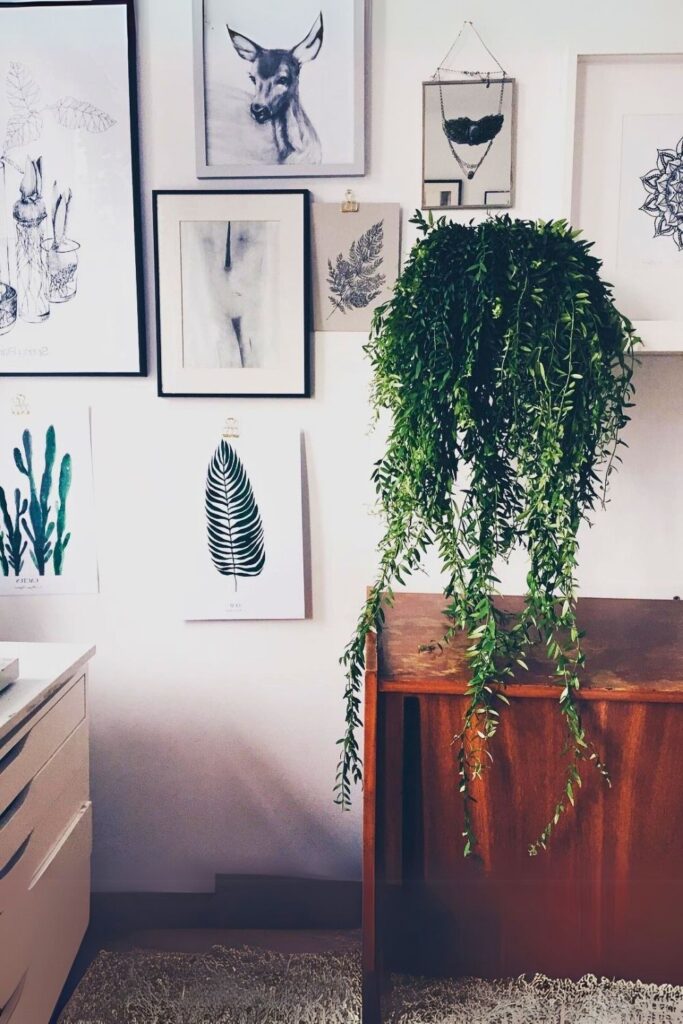 Aeschynanthus Wall Plant