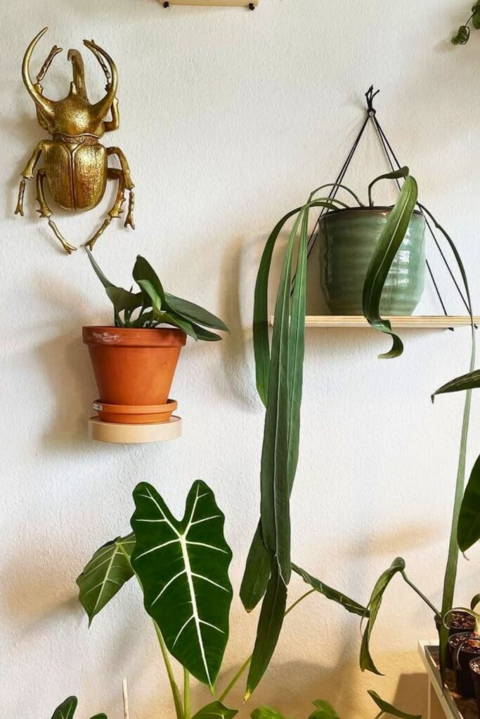 Anthurium vittariifolium Wall Plant