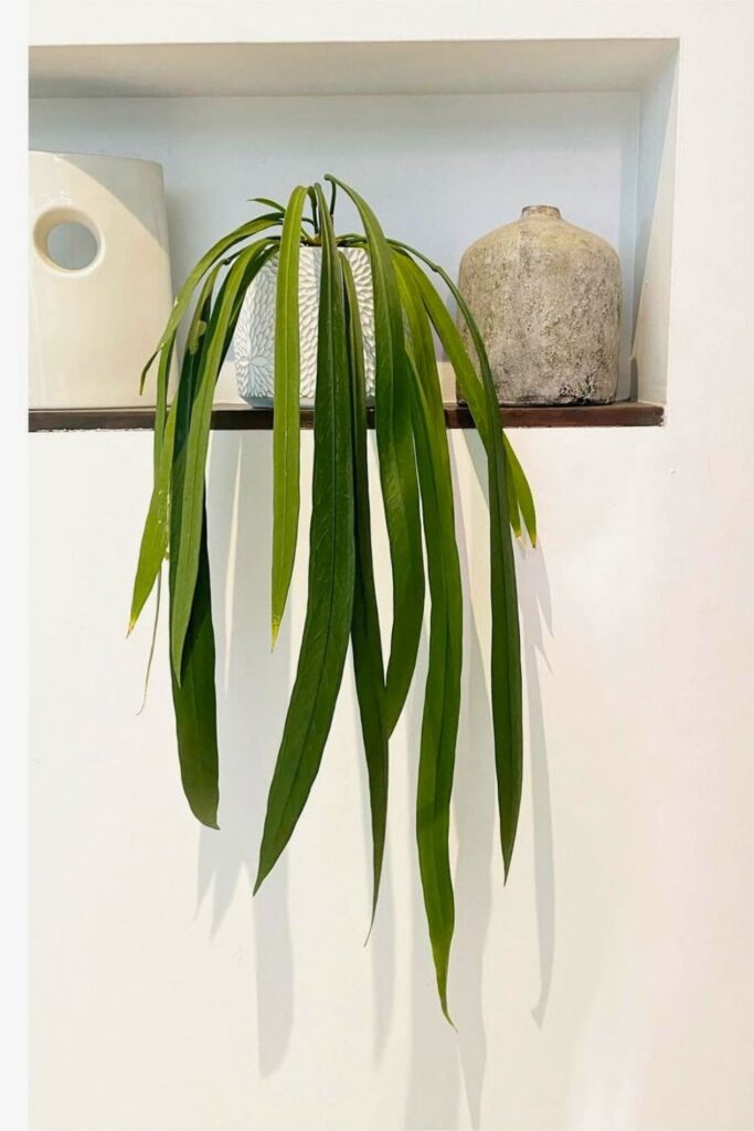 Anthurium vittariifolium Wall Plants