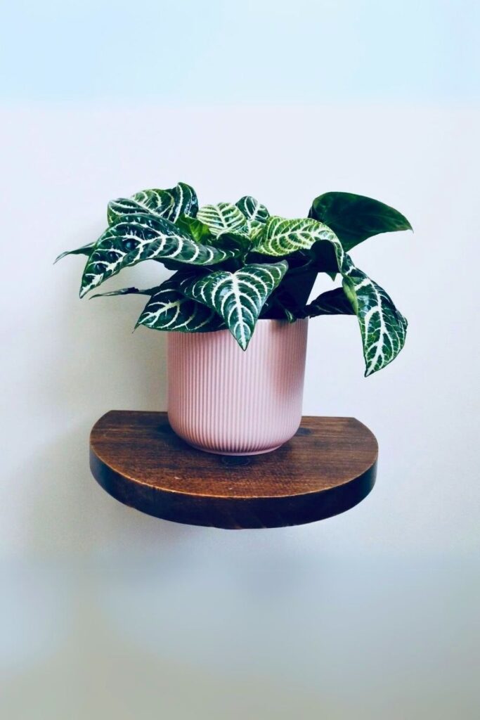 Aphelandra squarrosa Wall Plant