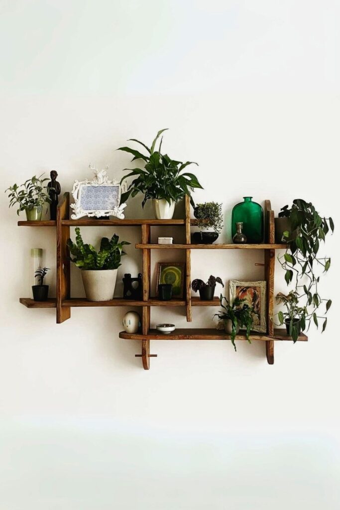 Asplenium nidus Wall Plant