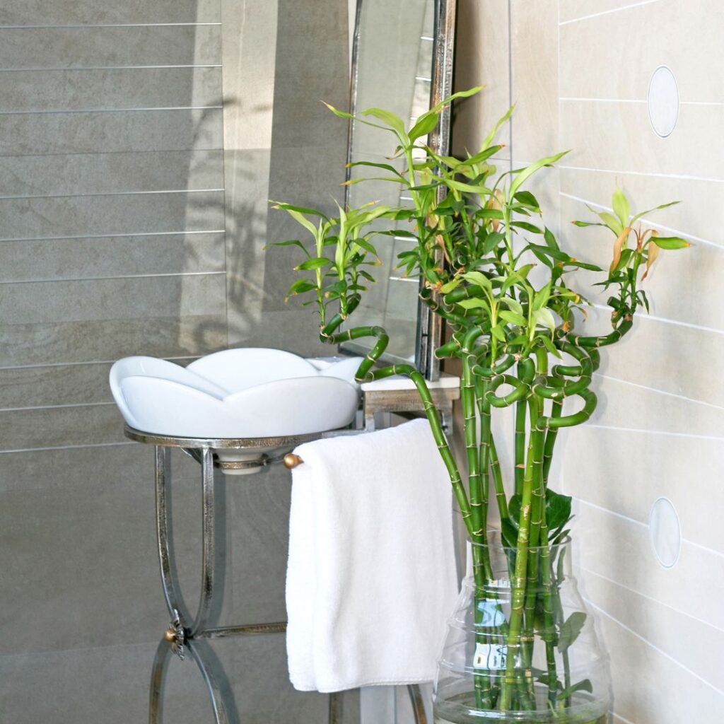 Bamboo bathroom plant 1