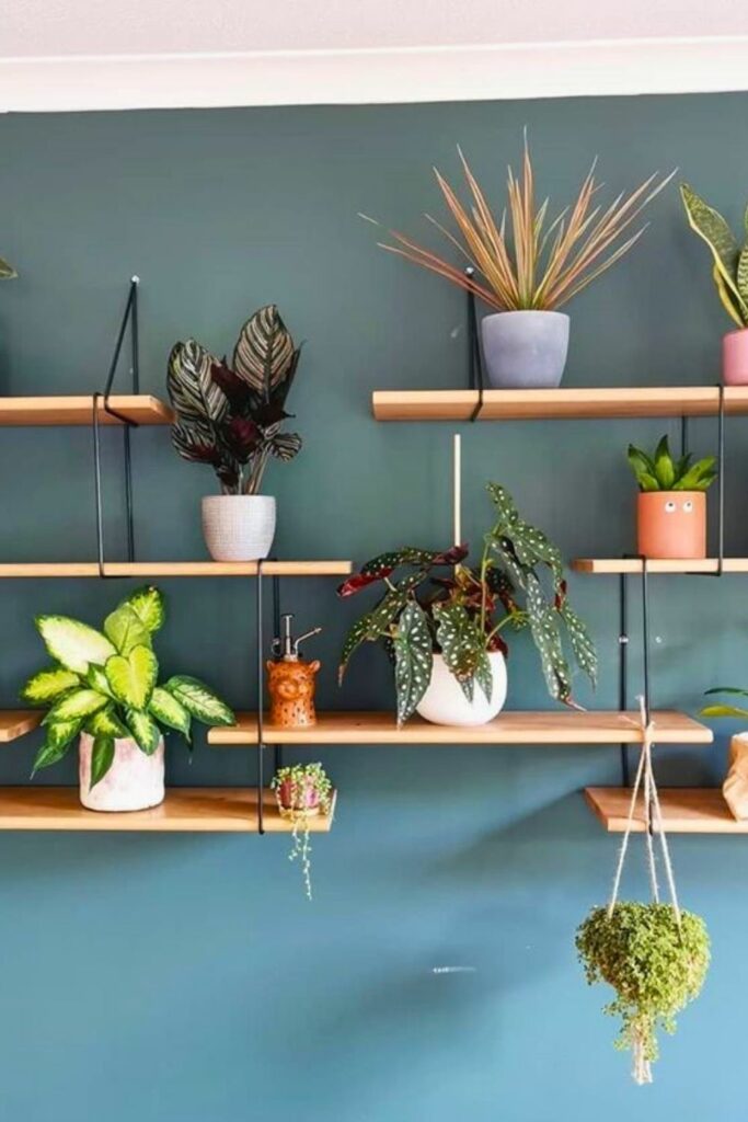 Begonia Wall Plant