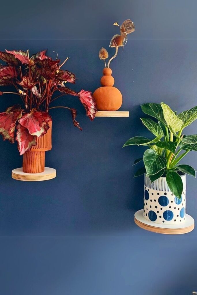 Begonia Wall Plants