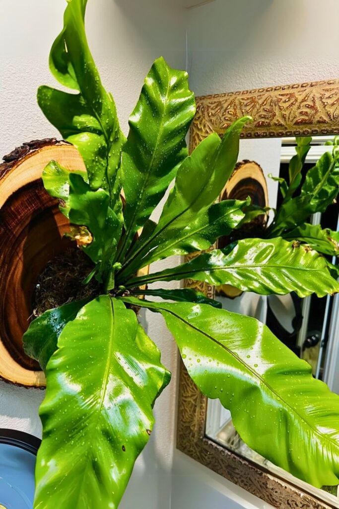 Birds Nest Fern Wall Plant