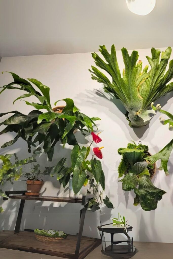 Blue Star Fern Wall Plant