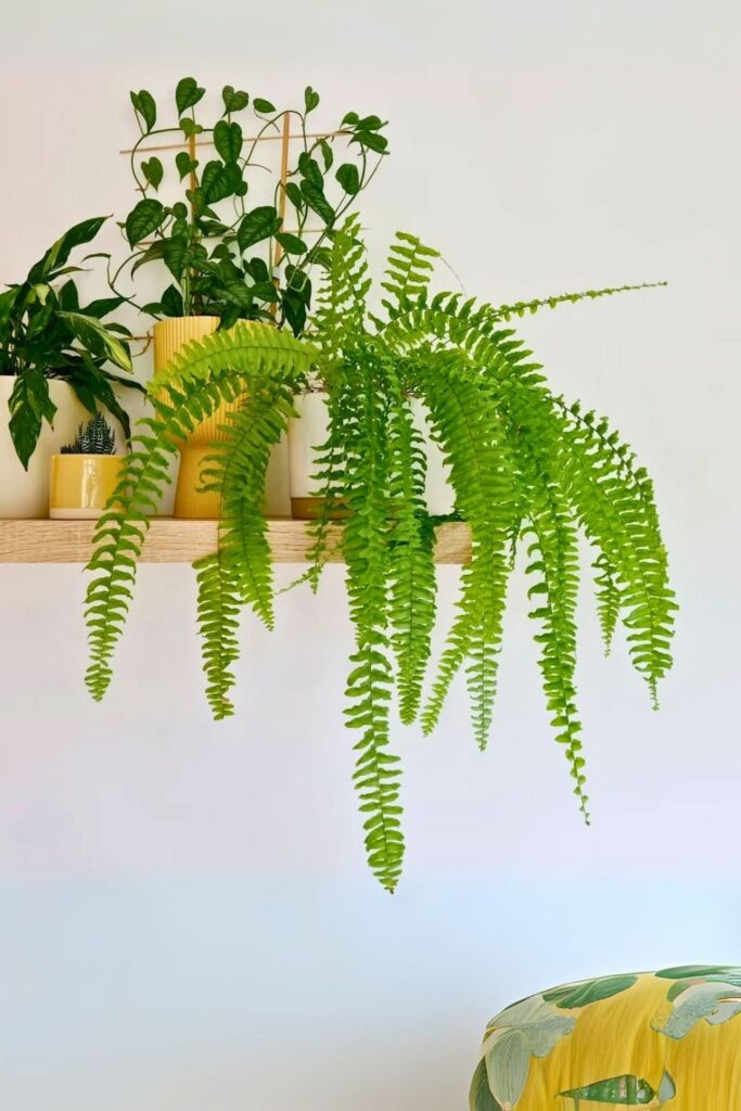 Boston fern wall plant